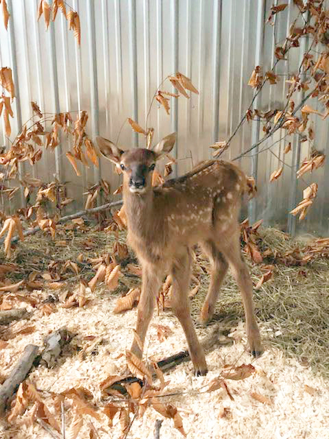 Orpfee, notre bébé wapiti