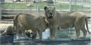 ion blanc -familizoo-refuge animal