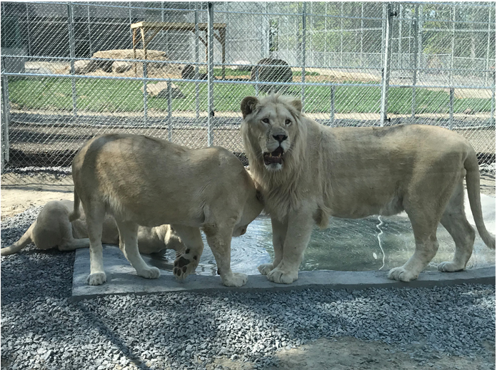 ion blanc -familizoo-refuge animal