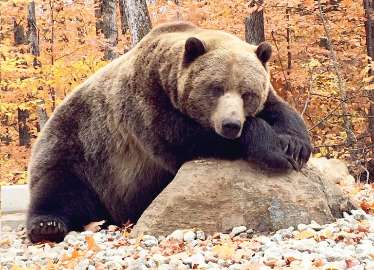 Baloo prend la pose sur sa roche