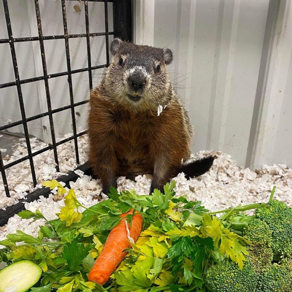 Katniss</br>La marmotte