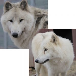 Silver et Angel</br> Les loups gris
